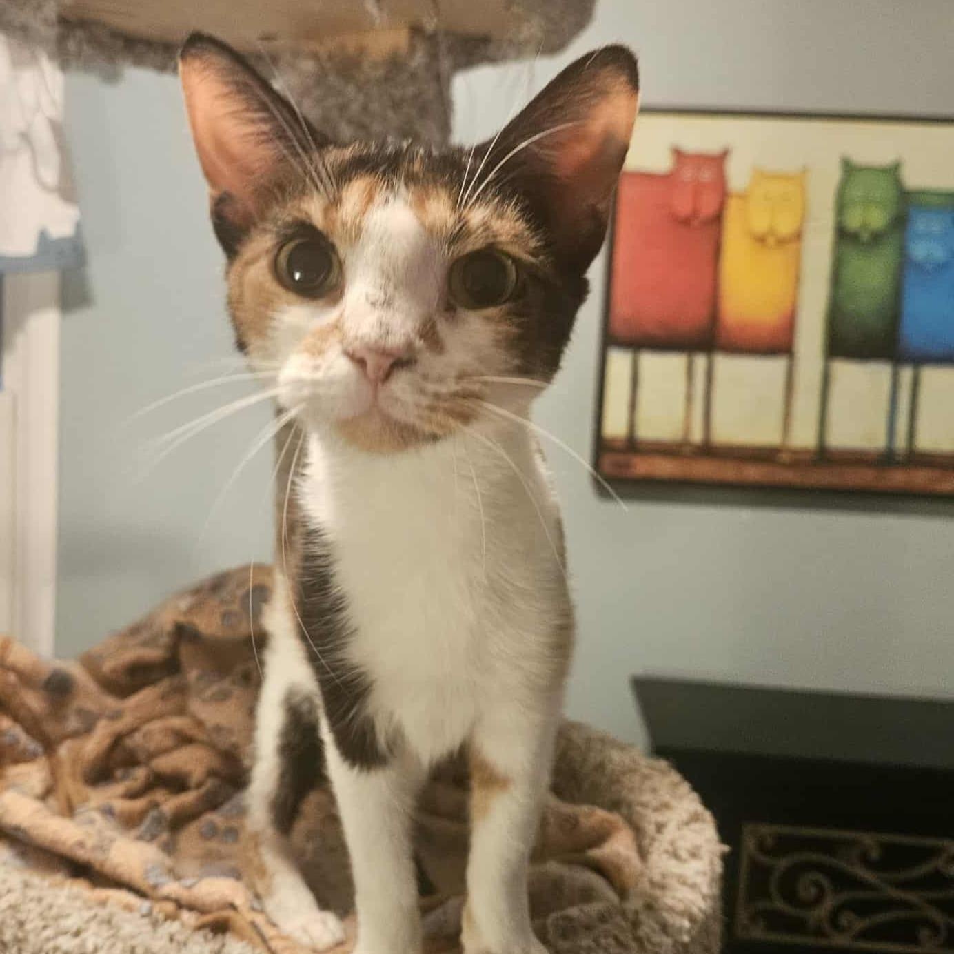 Enlarge Ava (Gentle Personality), a Adoptable Calico in Rochester, NY image 2/5