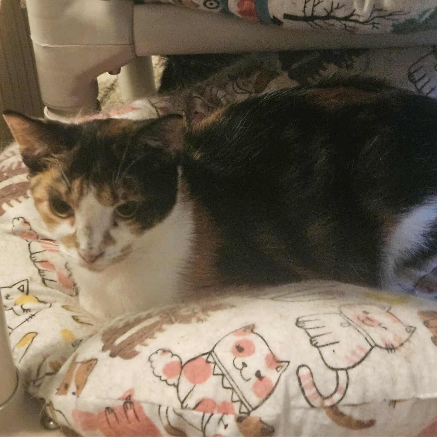 Enlarge Ava (Gentle Personality), a Adoptable Calico in Rochester, NY image 3/5