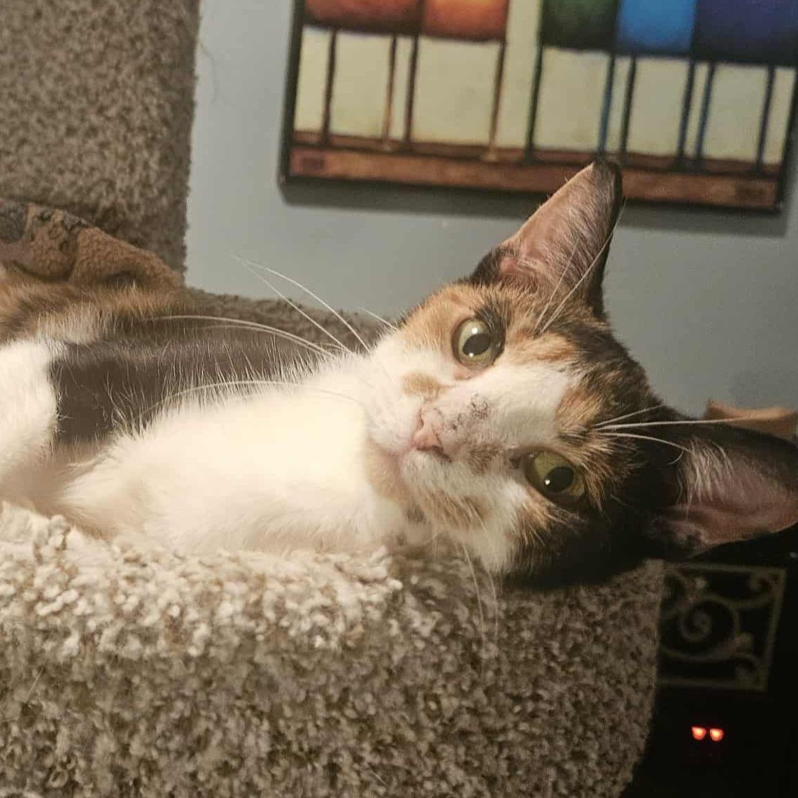 Enlarge Ava (Gentle Personality), a Adoptable Calico in Rochester, NY image 4/5