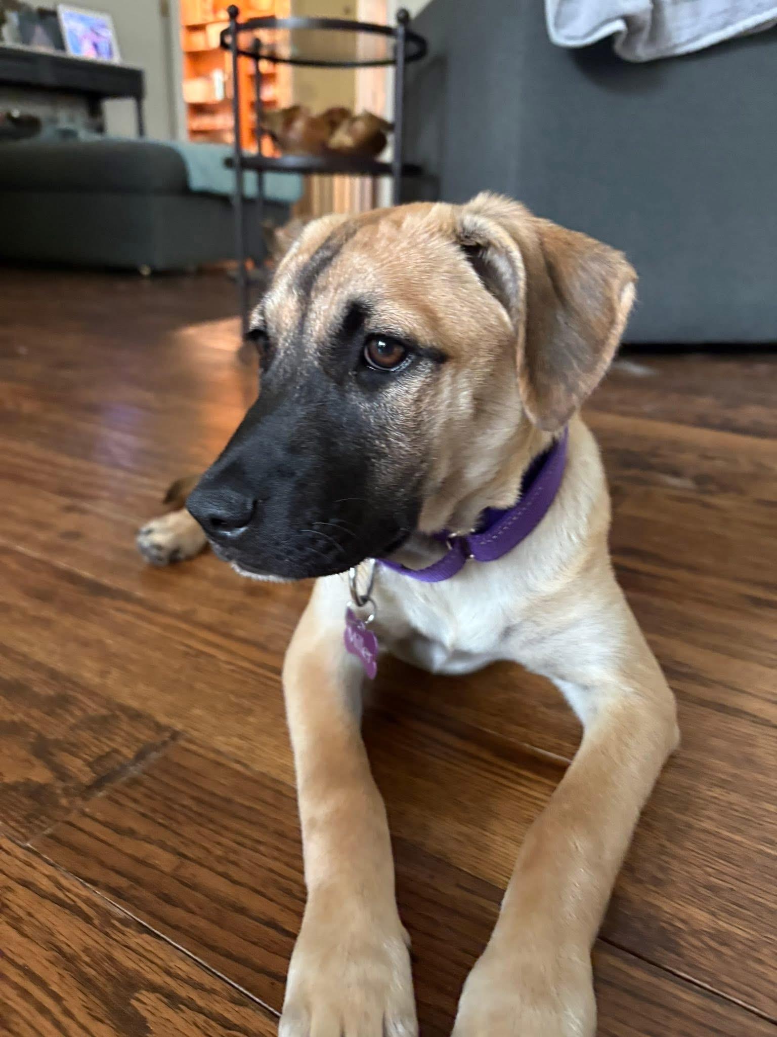 Miracle, an adopted mixed breed in Keller, TX image 5/5