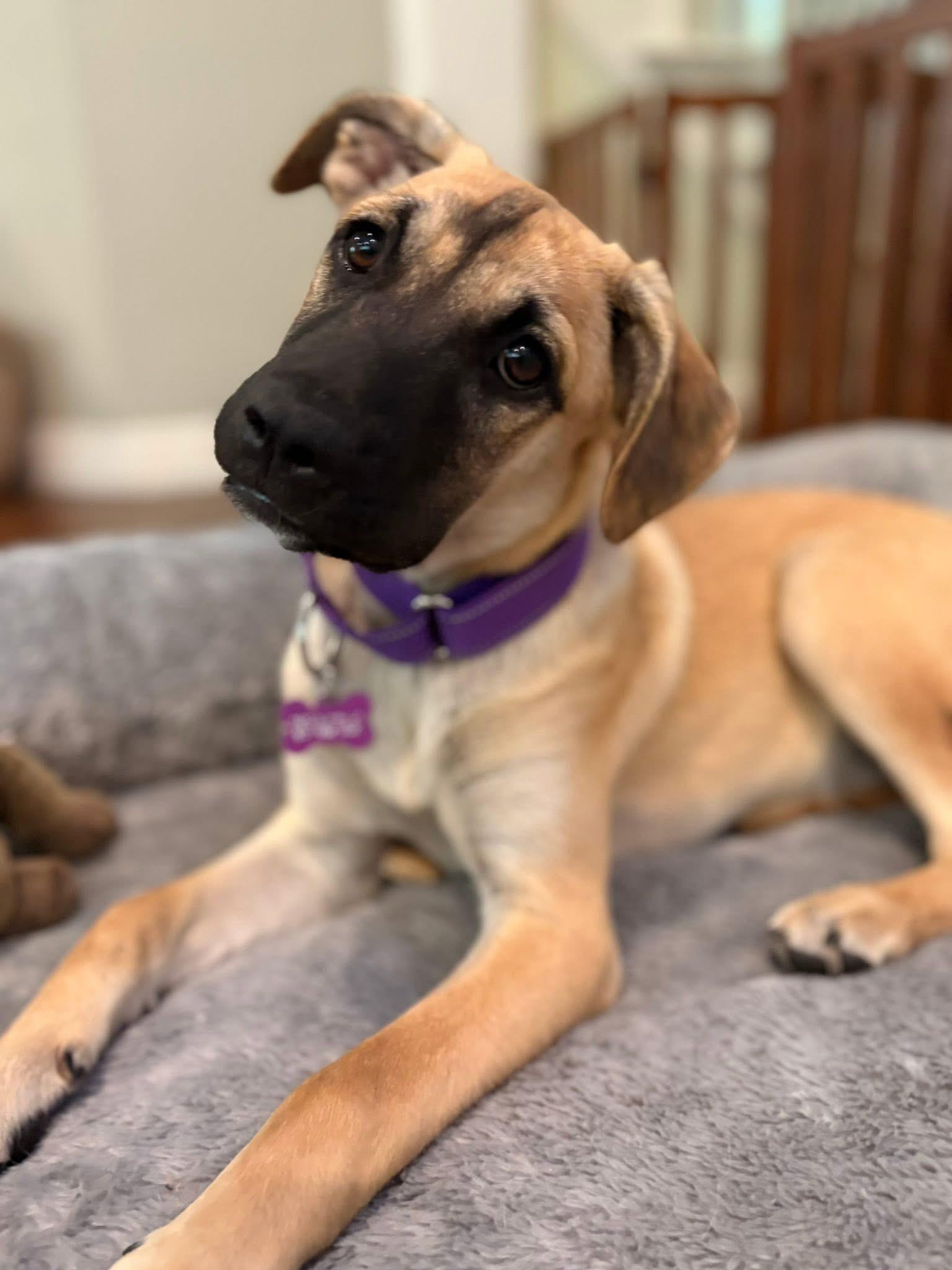 Miracle, an adopted mixed breed in Keller, TX image 4/5