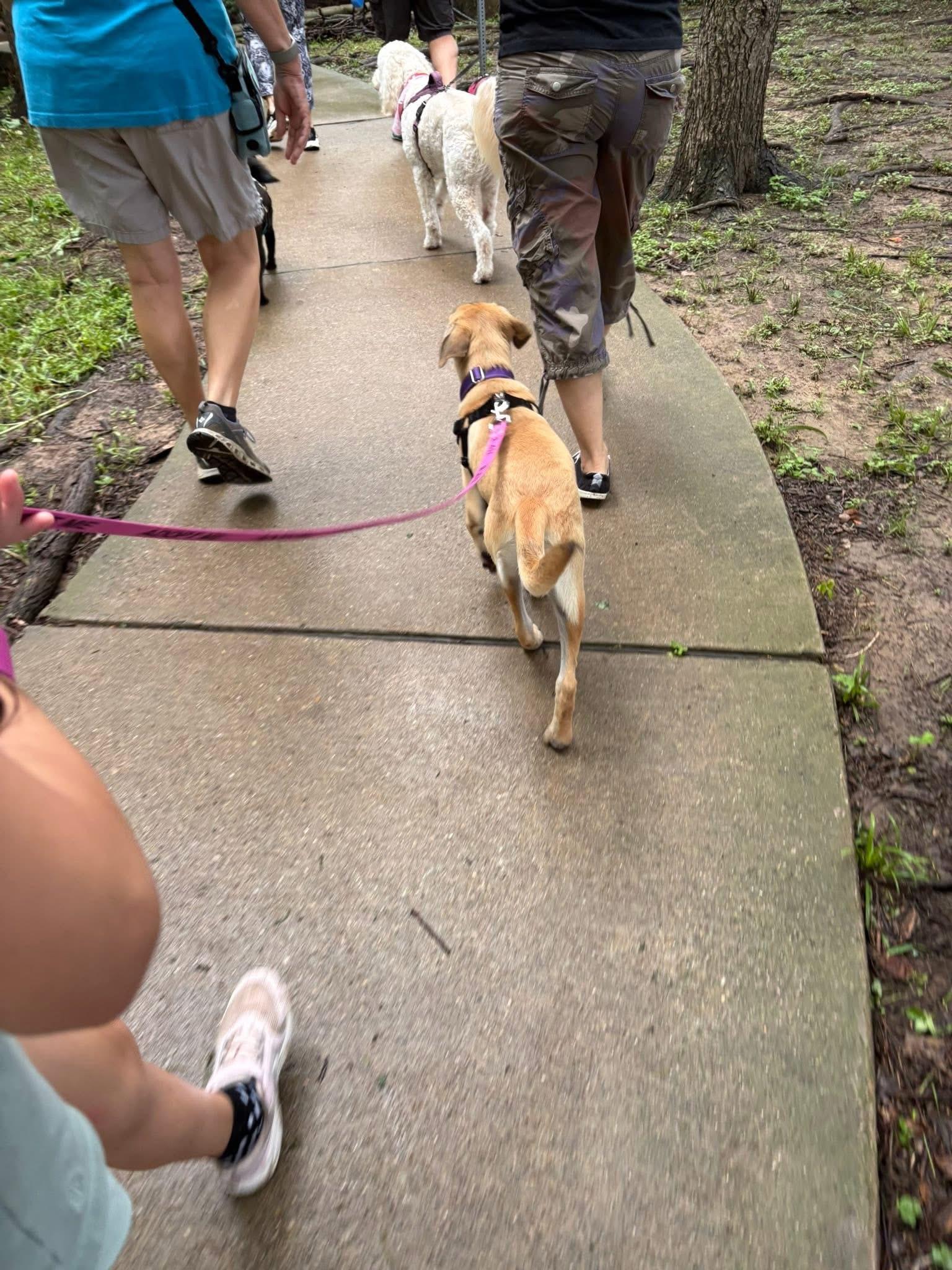 Miracle, an adopted mixed breed in Keller, TX image 2/5