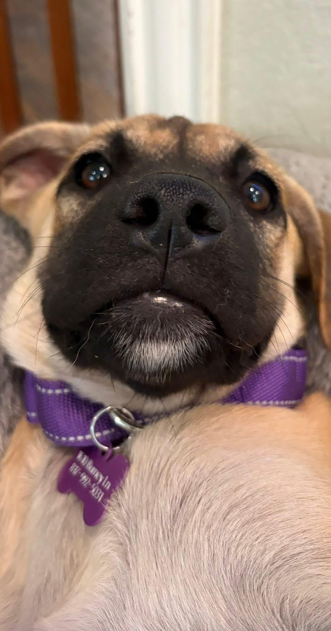 Miracle, an adopted mixed breed in Keller, TX image 3/5