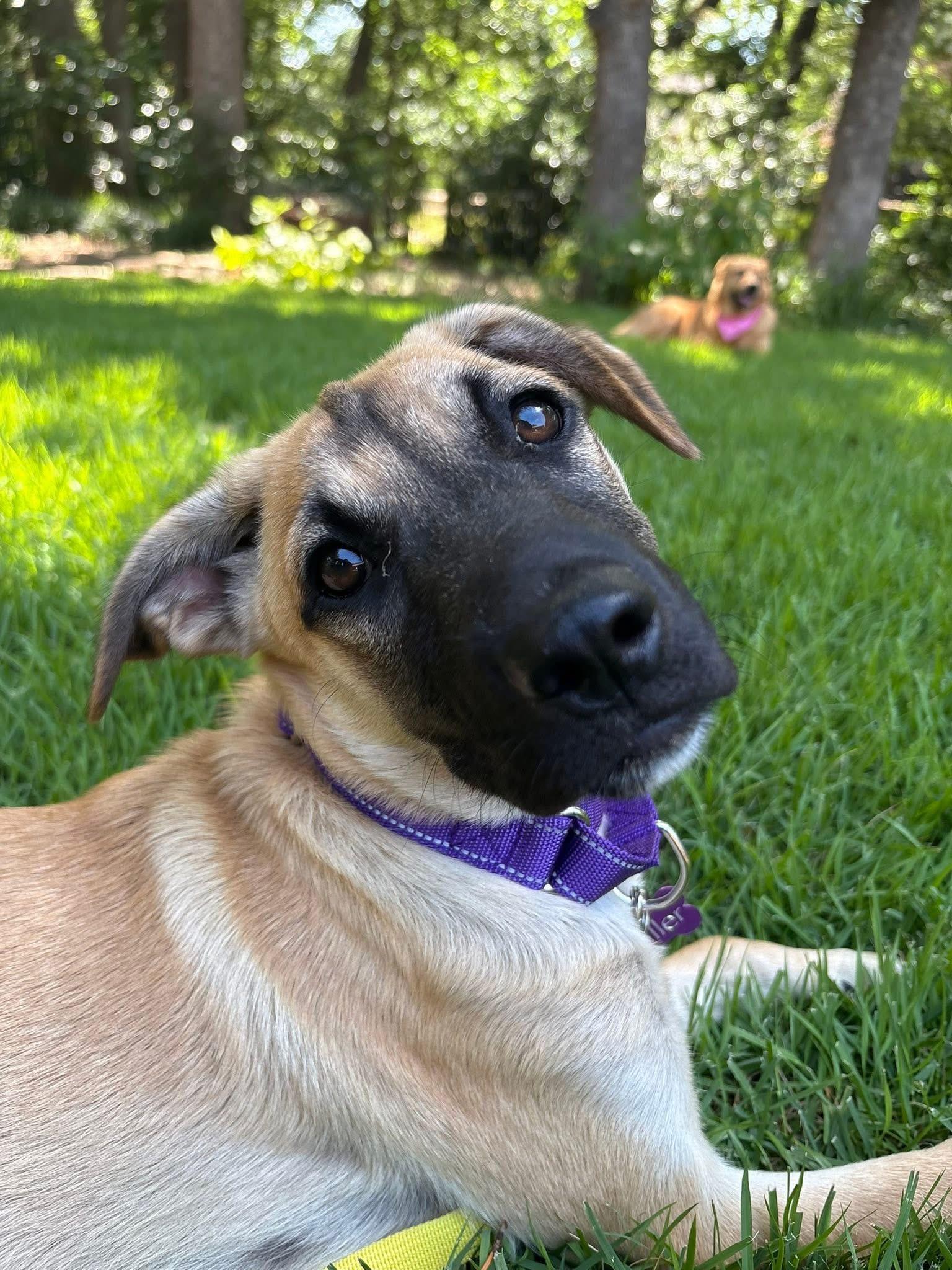 Miracle, adopted, Young Female Shepherd.