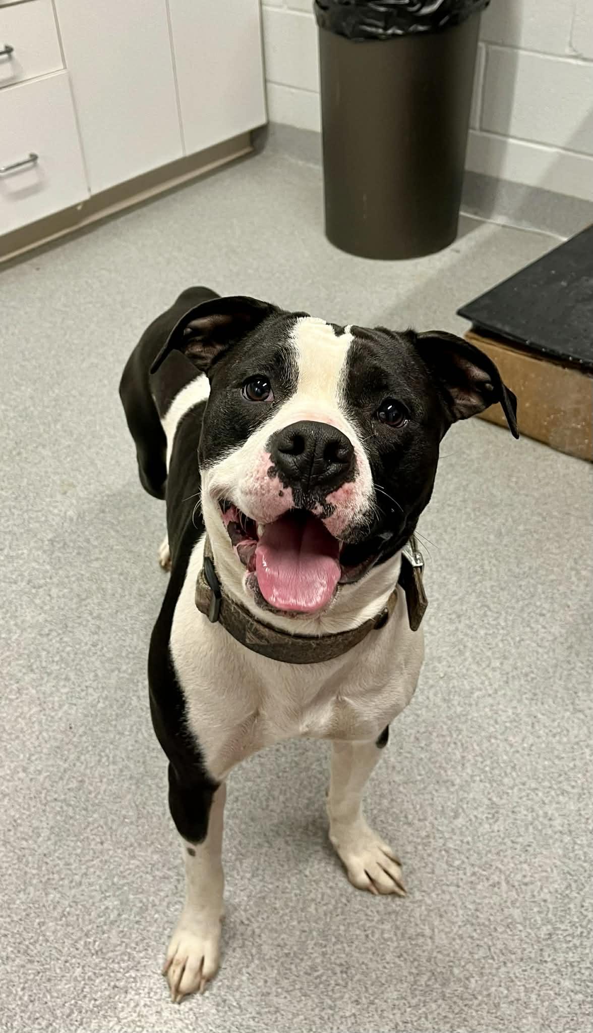 Enlarge Winston, a ADOPTABLE mixed breed in Moundsville, WV image 1/1