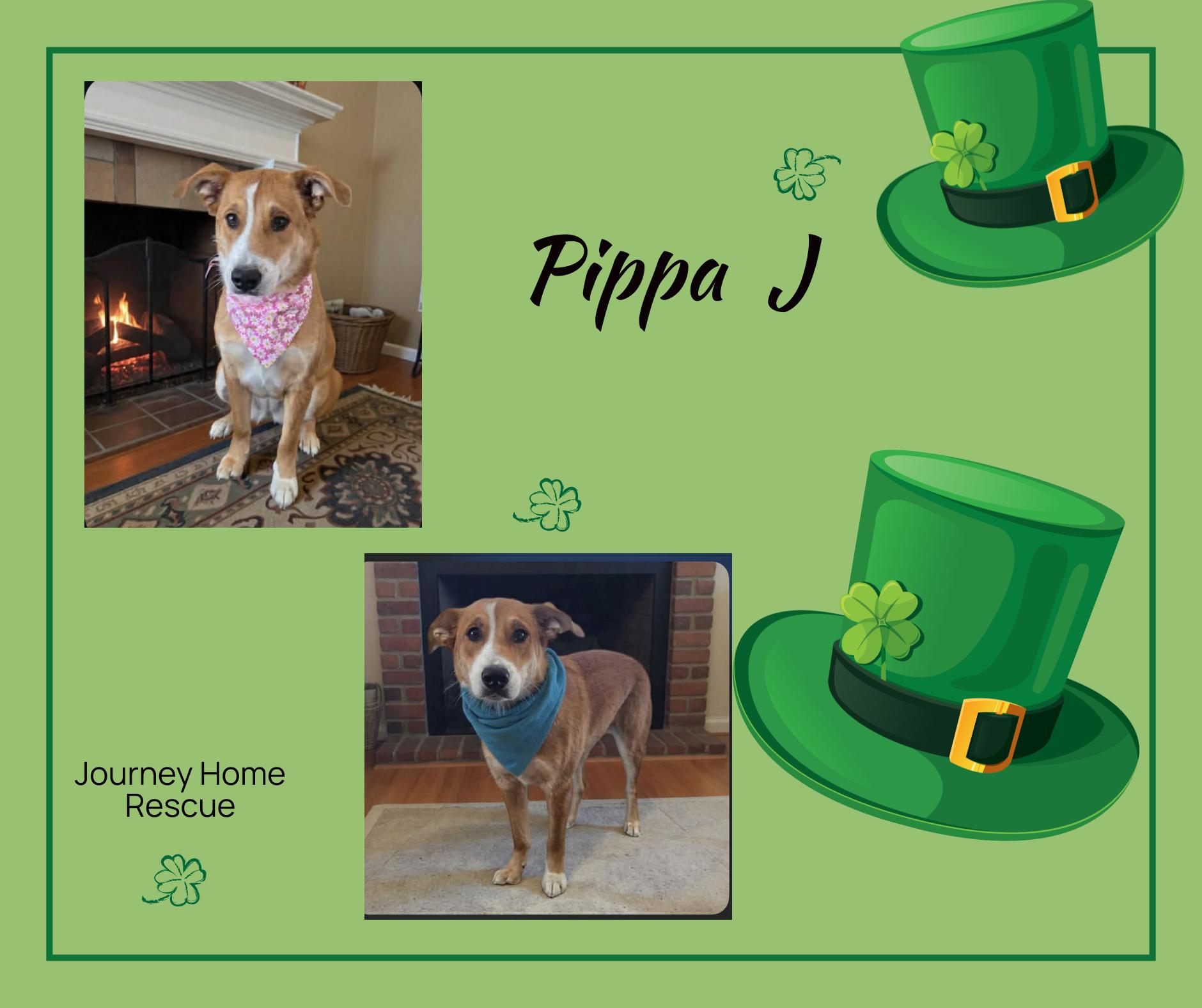 Pippa J, ADOPTABLE, Adult Female Mixed Breed.