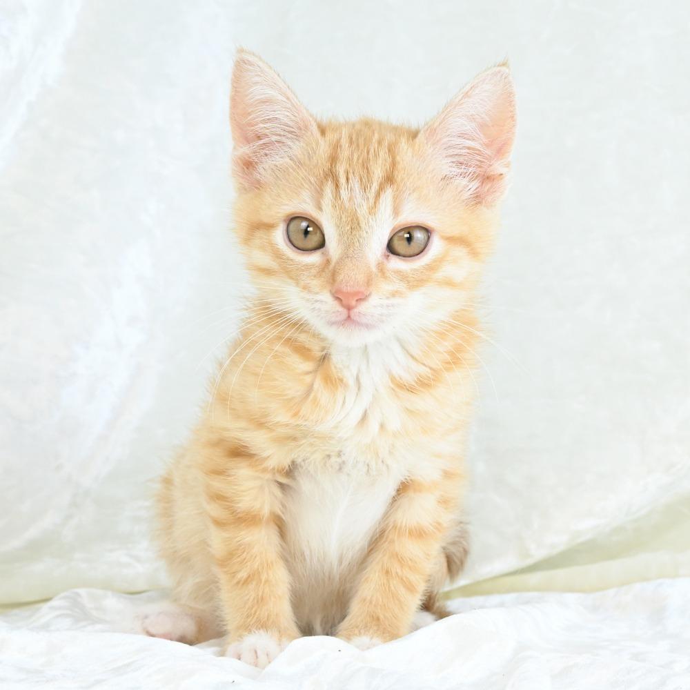 Daisy Mae, Adoptable, Kitten Female Domestic Short Hair.