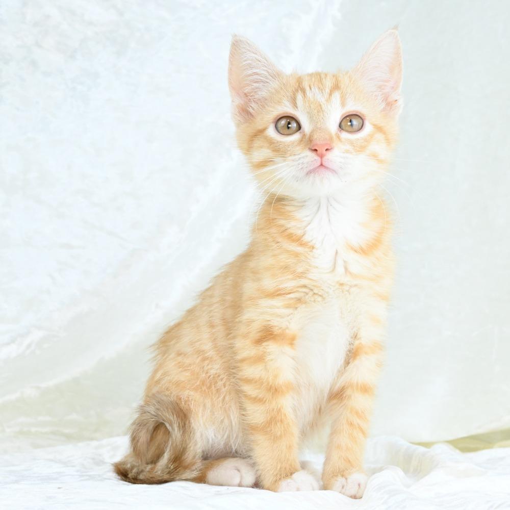 Enlarge Daisy Mae, a Adoptable Domestic Short Hair in Mobile, AL image 2/6