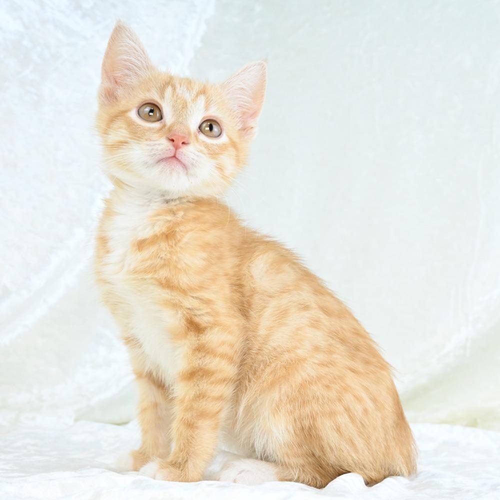 Enlarge Daisy Mae, a Adoptable Domestic Short Hair in Mobile, AL image 5/6