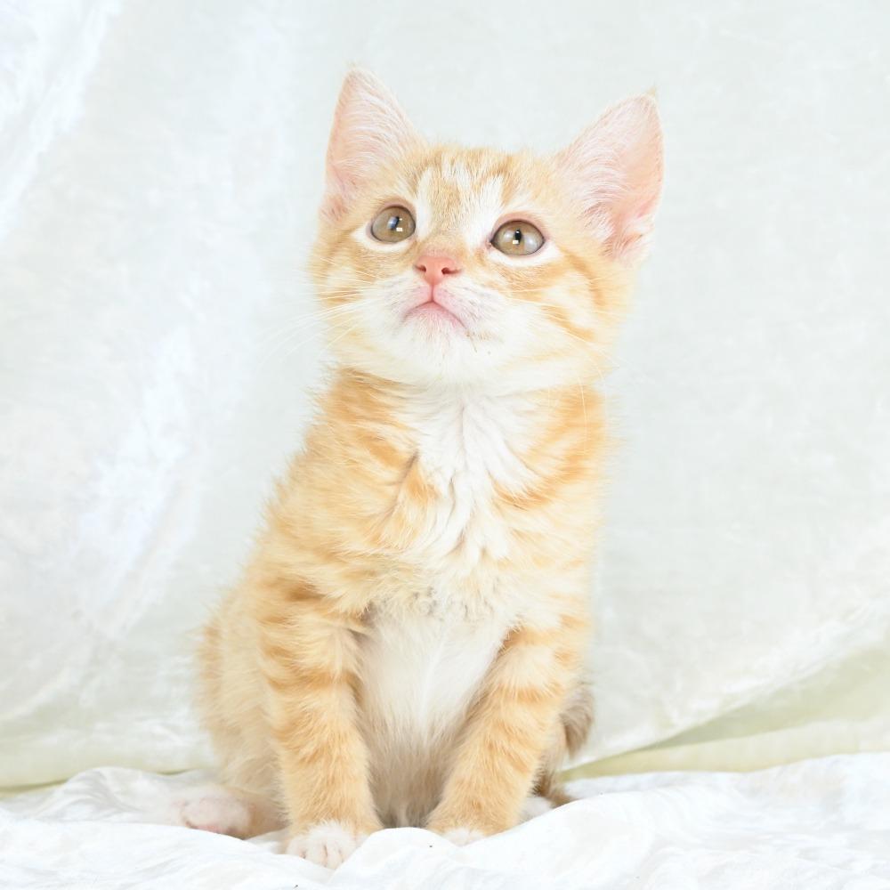 Enlarge Daisy Mae, a Adoptable Domestic Short Hair in Mobile, AL image 6/6