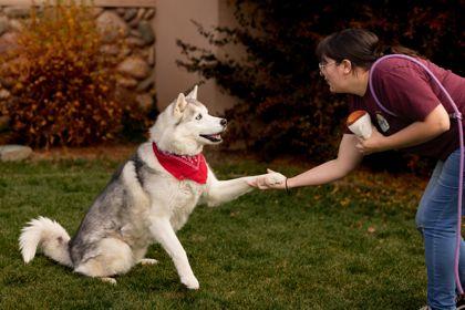 Randall, Adoptable, Adult Male Husky & Mixed Breed.