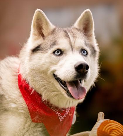 Enlarge Randall, a Adoptable mixed breed in Portola, CA image 3/3