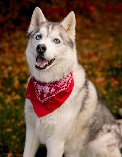 Randall, Adoptable, Adult Male Husky & Mixed Breed.