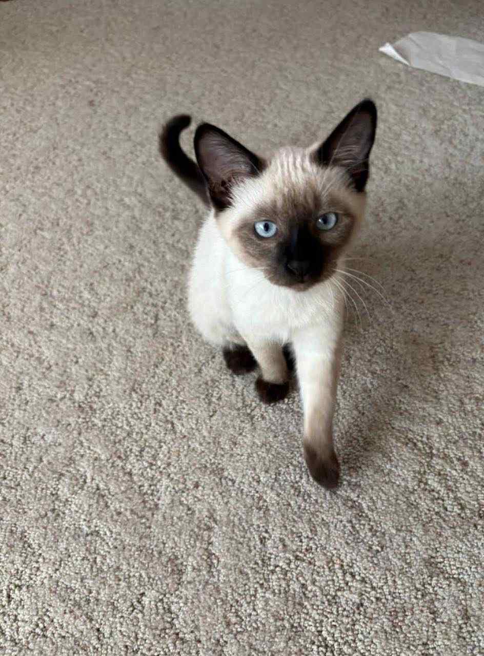 Enlarge Nellie FFC00296, an adopted mixed breed in Omaha, NE image 1/1