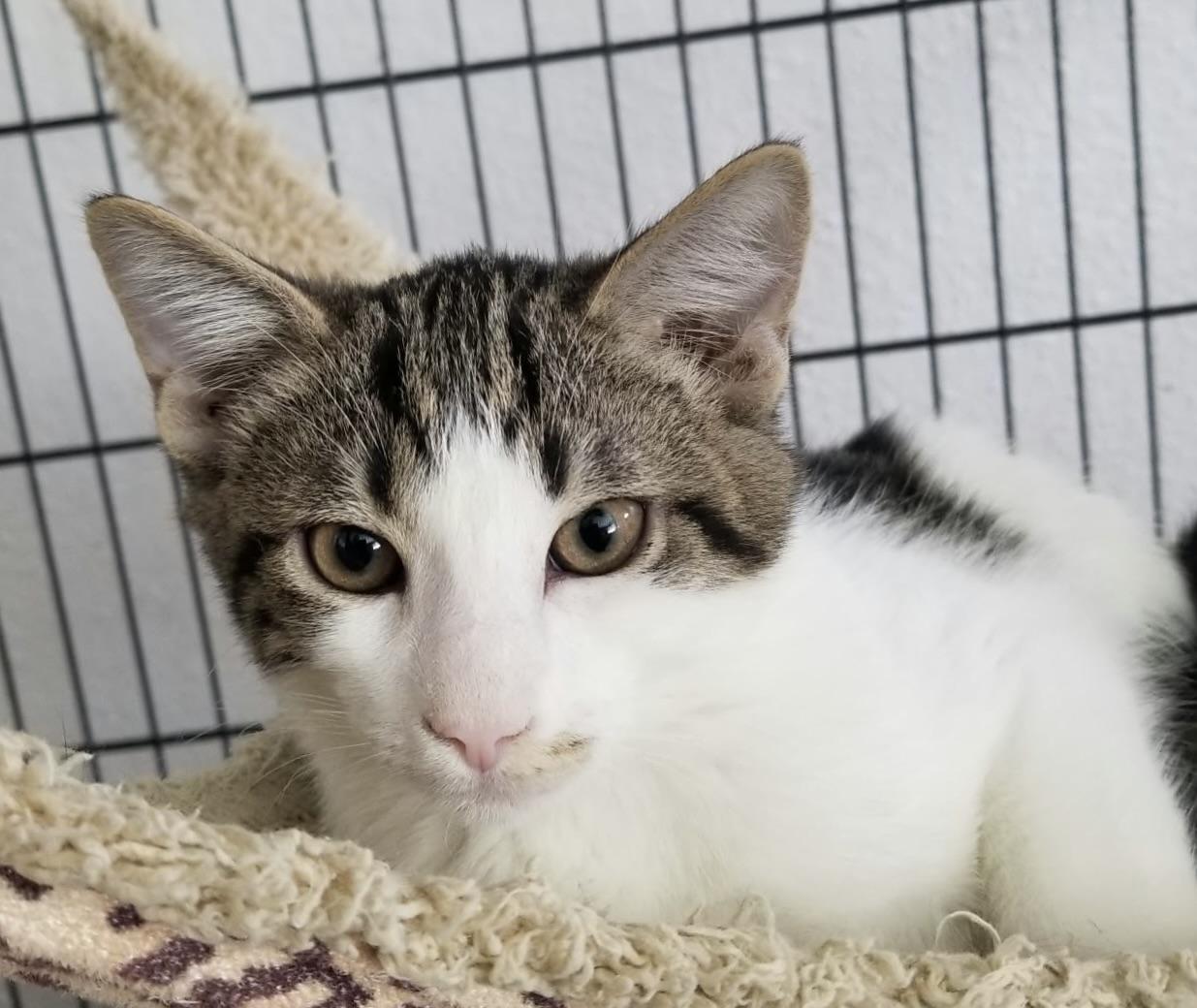 0928-2619, Adoptable, Kitten Male Domestic Short Hair.