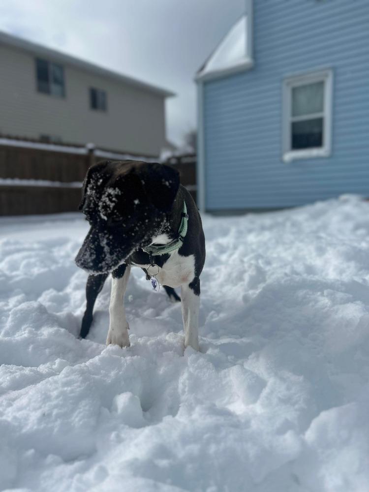 Jewel, Adoptable, Adult Female Boston Terrier.