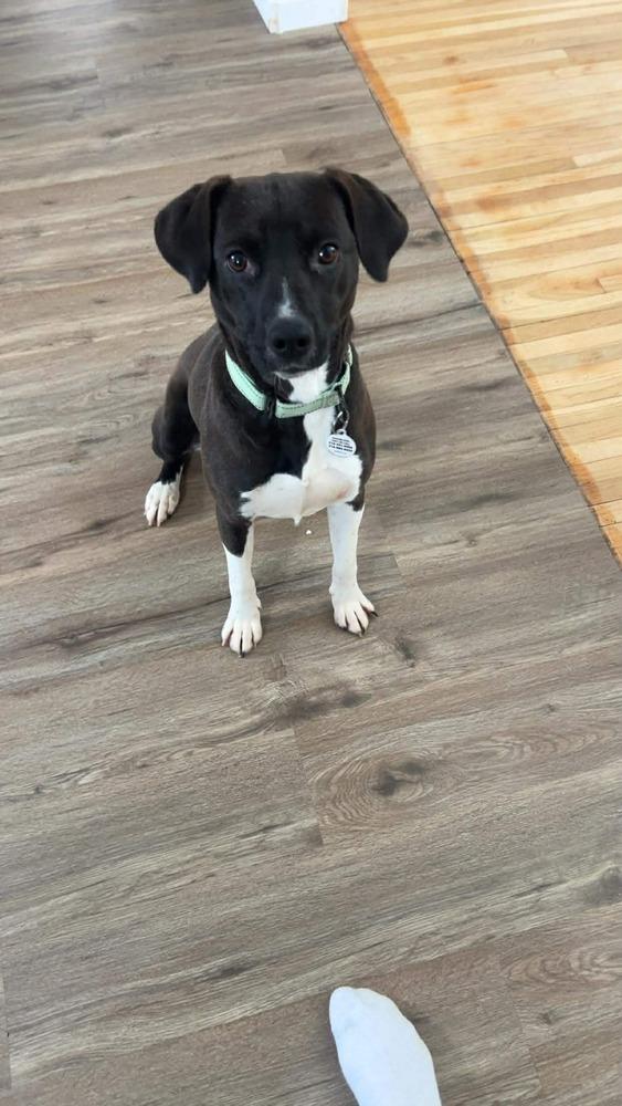 Jewel, a Adoptable mixed breed in Alden, NY image 3/3