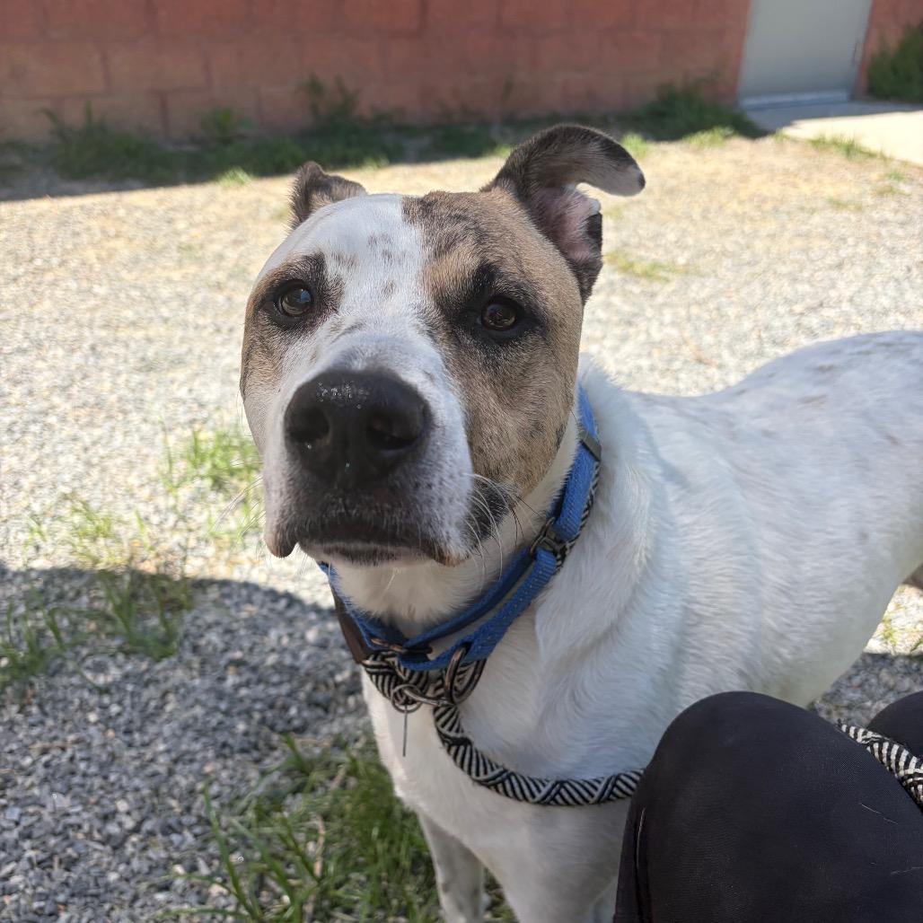 Scout, Adoptable, Adult Male Mixed Breed & Mixed Breed.