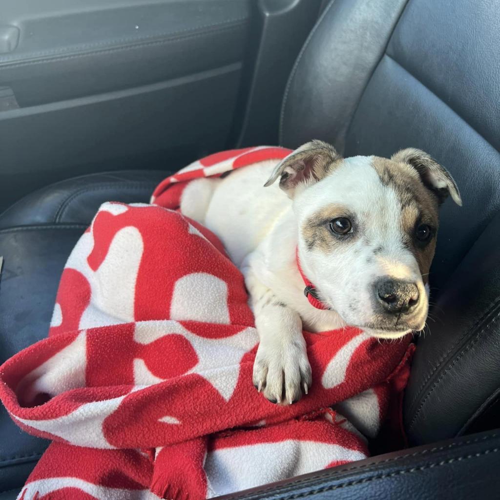 Enlarge Scout, a Adoptable mixed breed in Fredericksburg, VA image 2/6