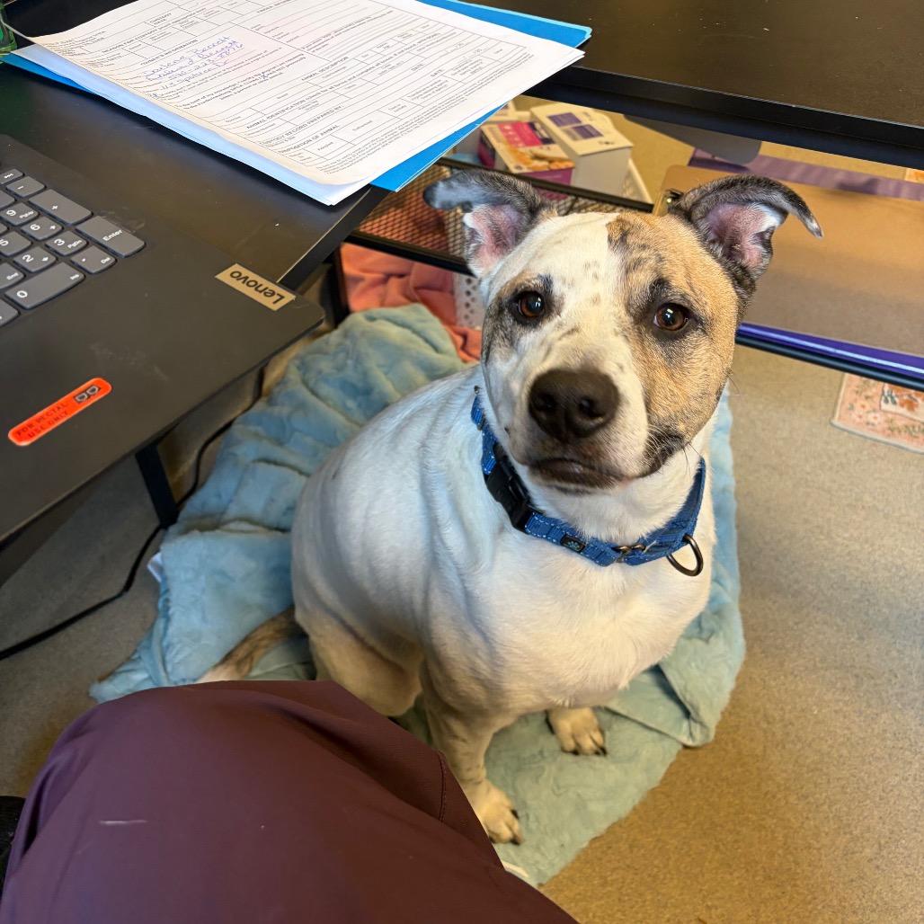 Enlarge Scout, a Adoptable mixed breed in Fredericksburg, VA image 3/6