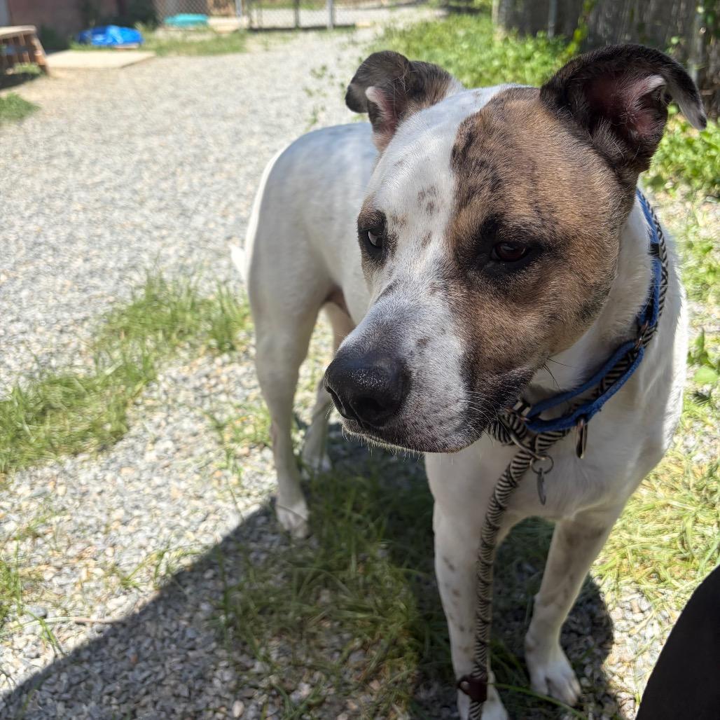 Enlarge Scout, a Adoptable mixed breed in Fredericksburg, VA image 4/6