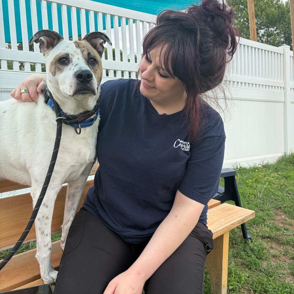 Enlarge Scout, a Adoptable mixed breed in Fredericksburg, VA image 5/6