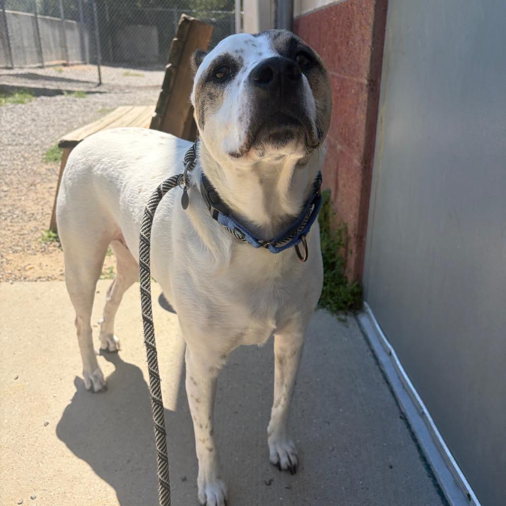 Enlarge Scout, a Adoptable mixed breed in Fredericksburg, VA image 6/6