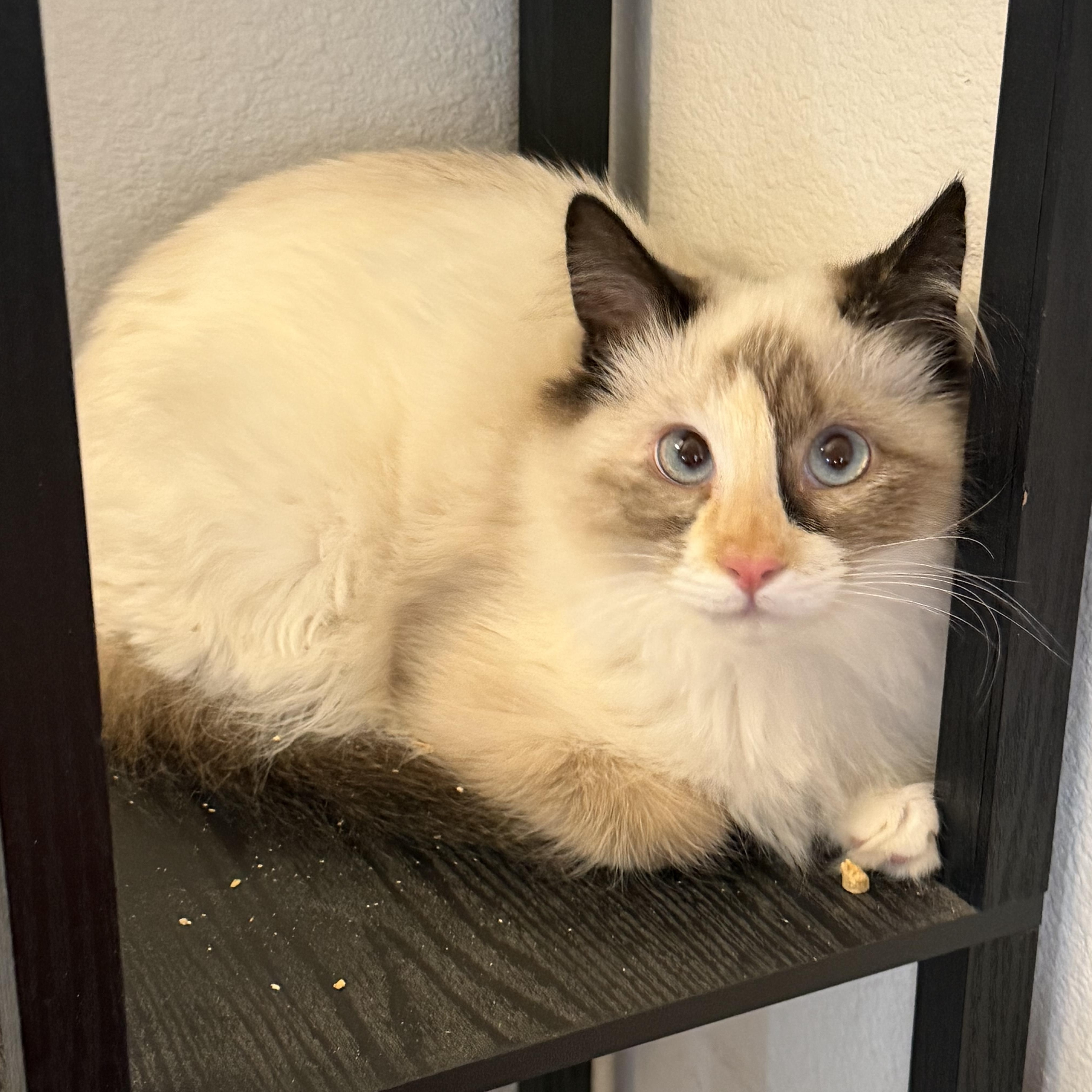 Enlarge Rsmd Snowshoe, a Adoptable Siamese in Glendora, CA image 2/5