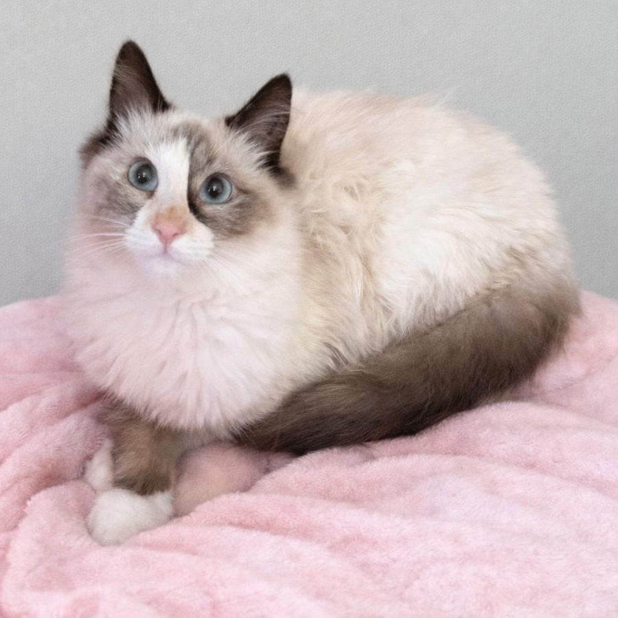 Enlarge Rsmd Snowshoe, a Adoptable Siamese in Glendora, CA image 1/5