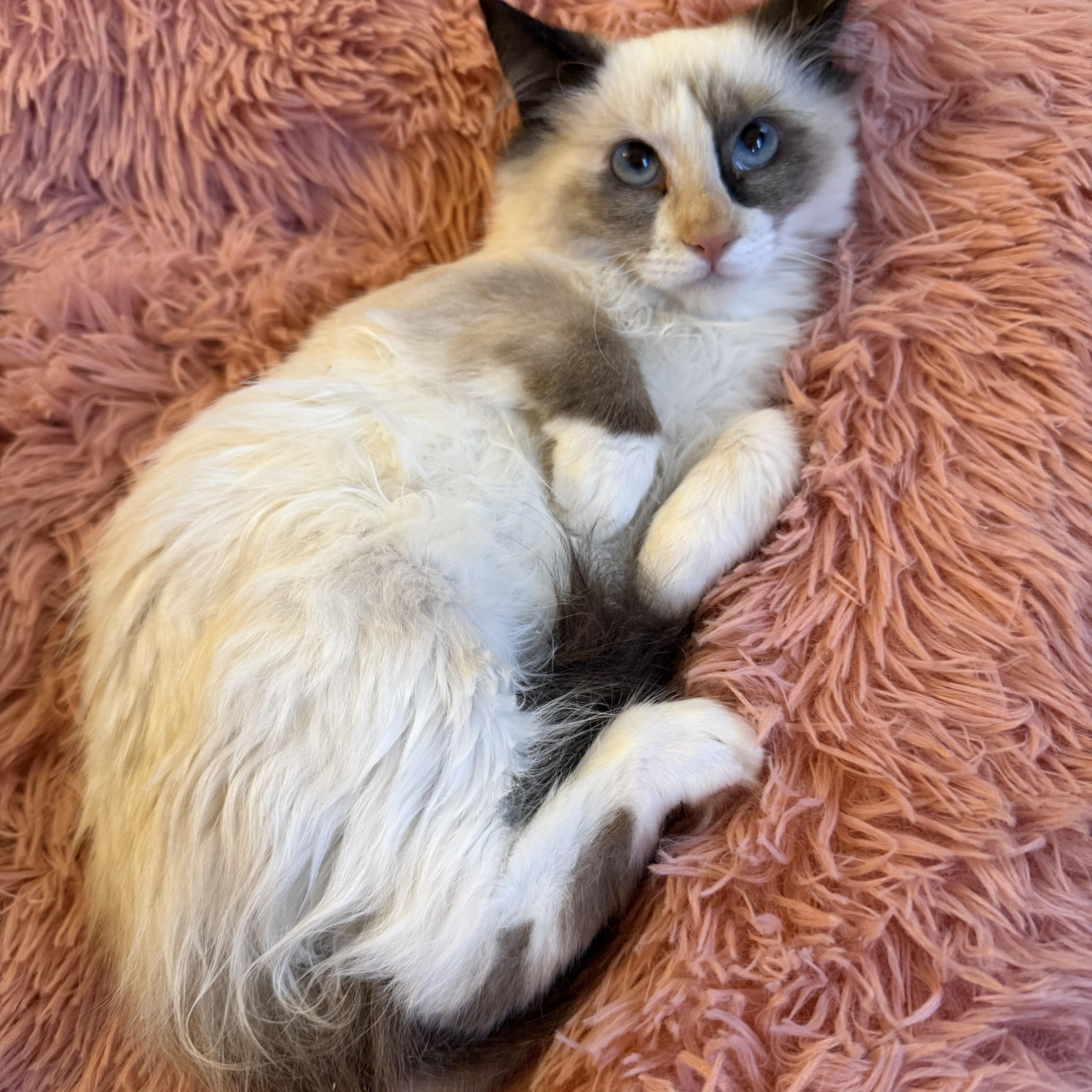 Enlarge Rsmd Snowshoe, a Adoptable Siamese in Glendora, CA image 5/5