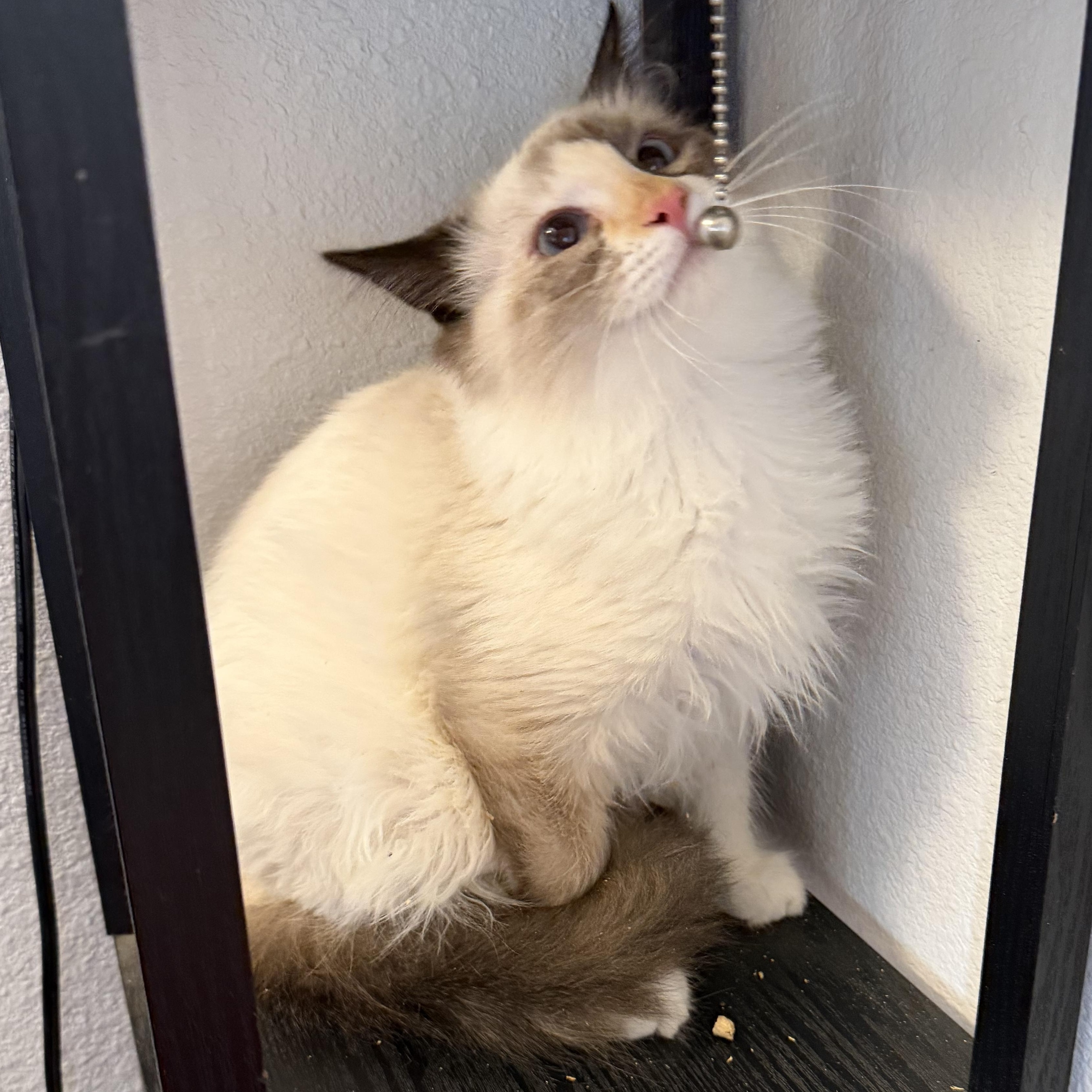 Enlarge Rsmd Snowshoe, a Adoptable Siamese in Glendora, CA image 4/5