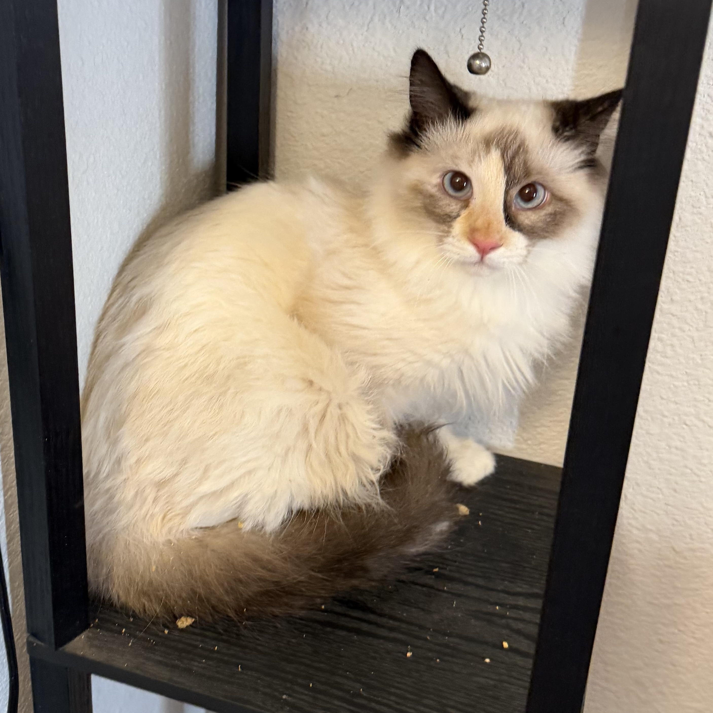 Enlarge Rsmd Snowshoe, a Adoptable Siamese in Glendora, CA image 3/5