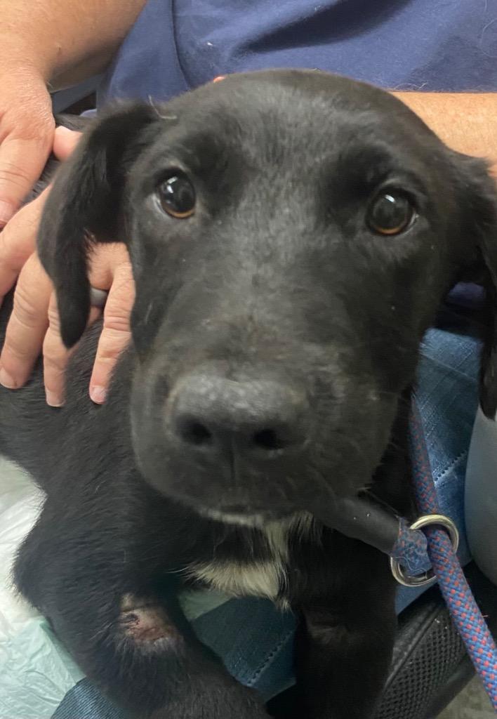 Enlarge Whitney, a Adoptable mixed breed in Beebe, AR image 1/1