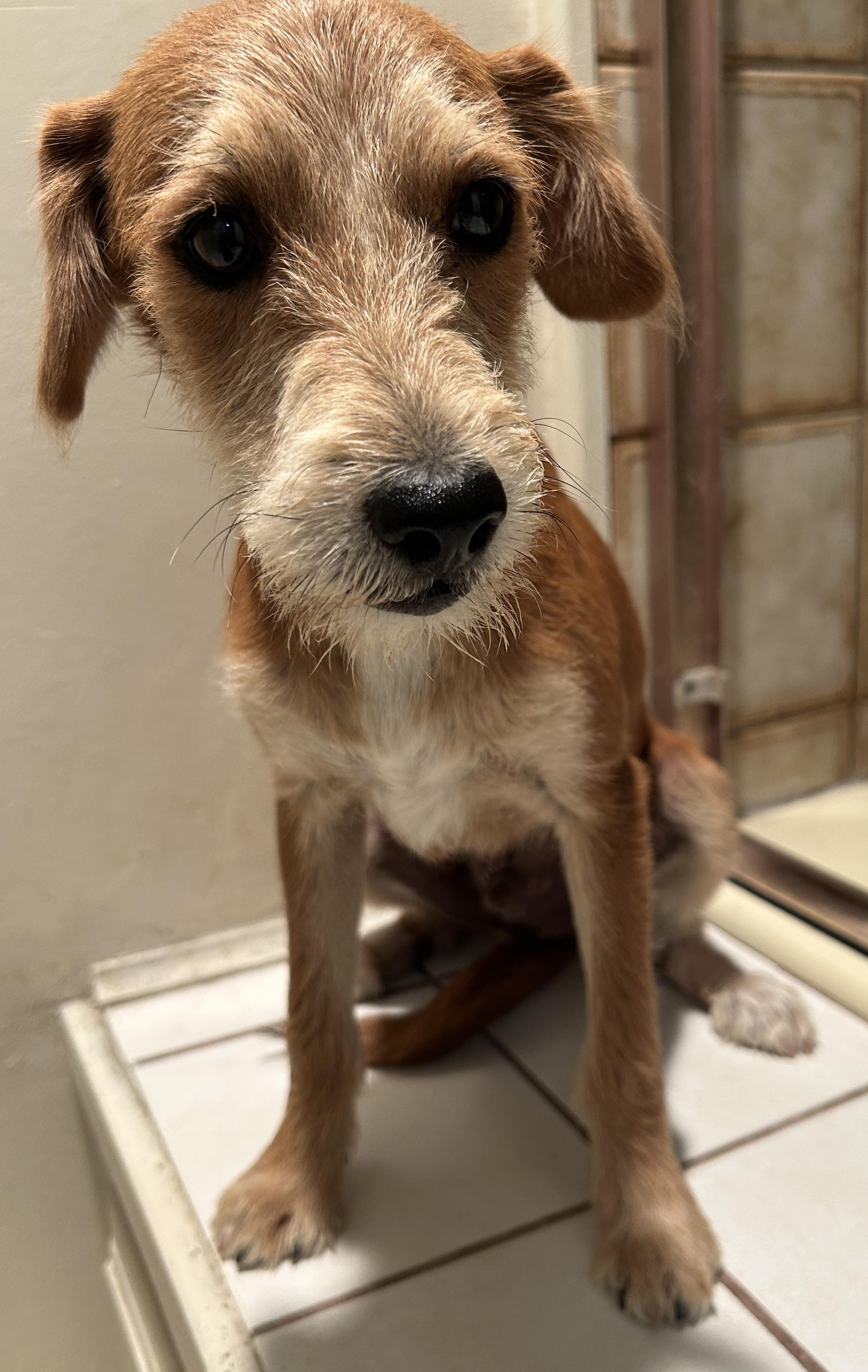 Enlarge BRIAN, a ADOPTABLE mixed breed in El Cajon, CA image 4/6