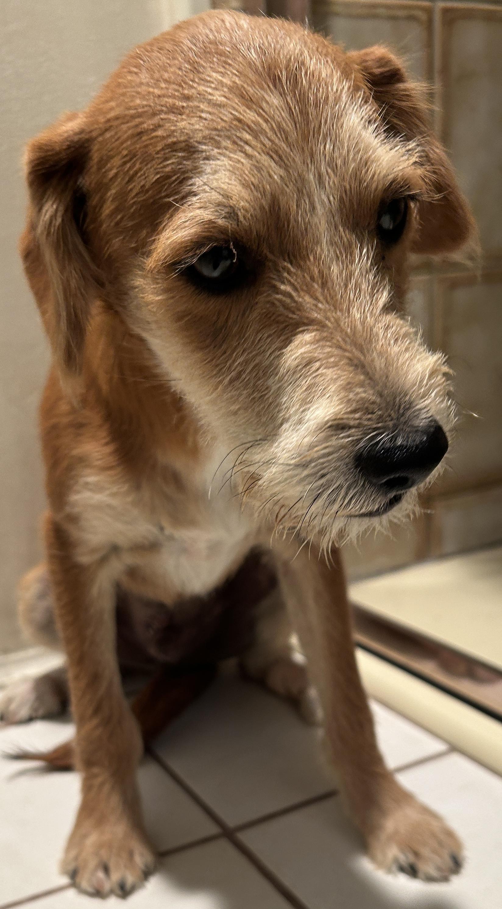 Enlarge BRIAN, a ADOPTABLE mixed breed in El Cajon, CA image 2/6