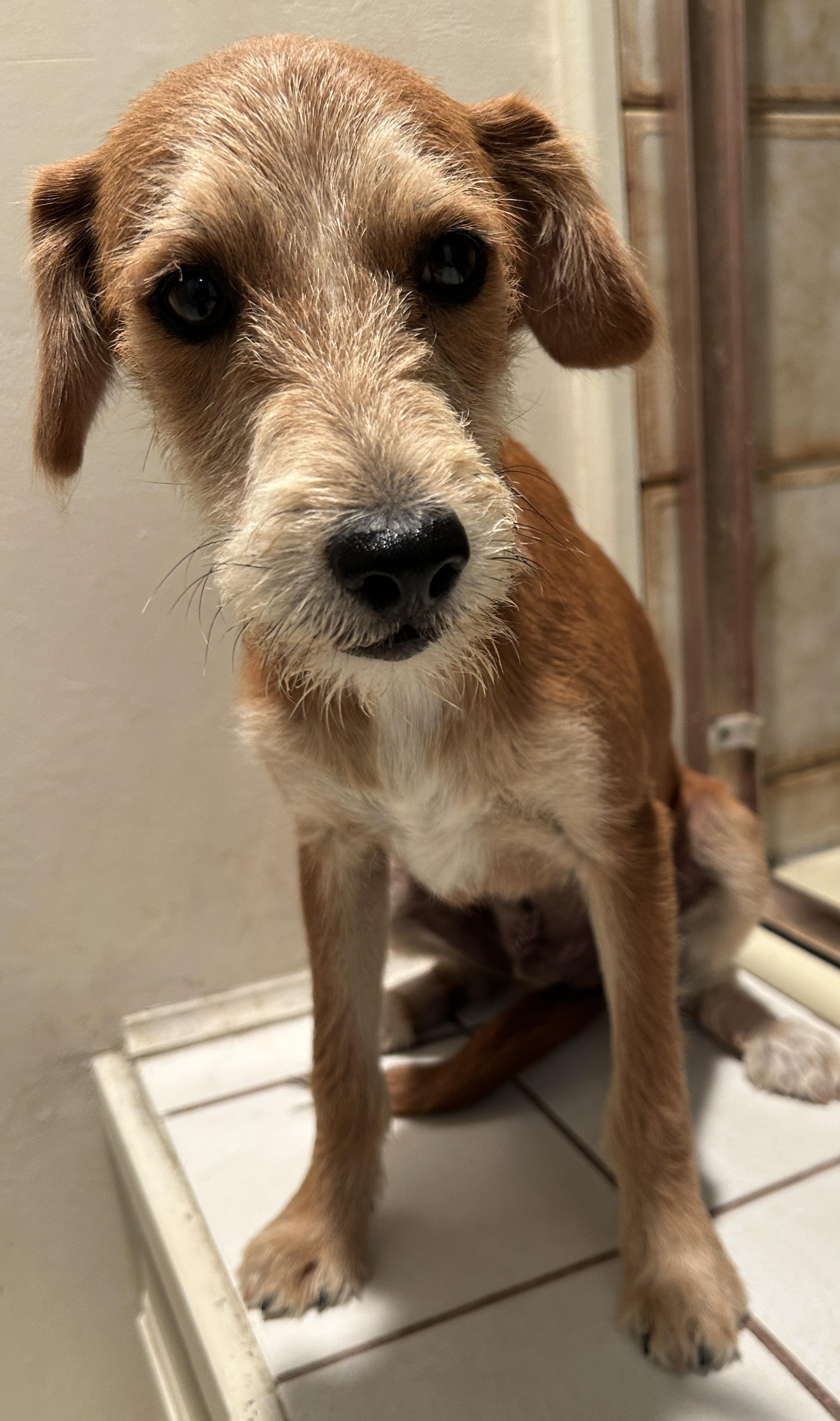 Enlarge BRIAN, a ADOPTABLE mixed breed in El Cajon, CA image 6/6