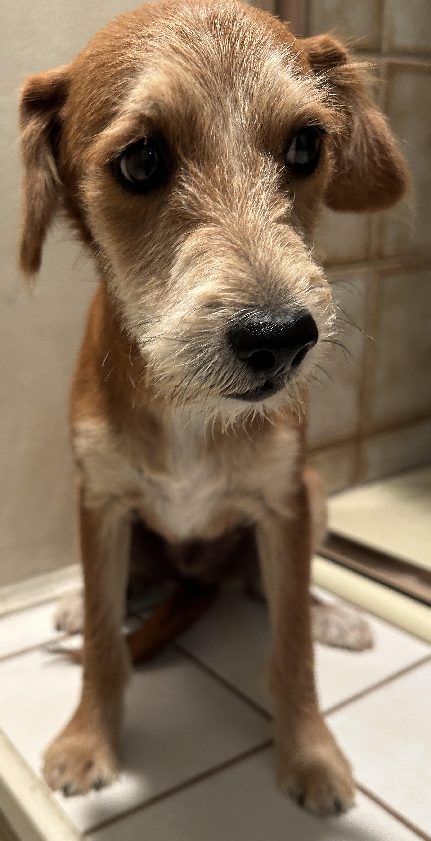 Enlarge BRIAN, a ADOPTABLE mixed breed in El Cajon, CA image 5/6