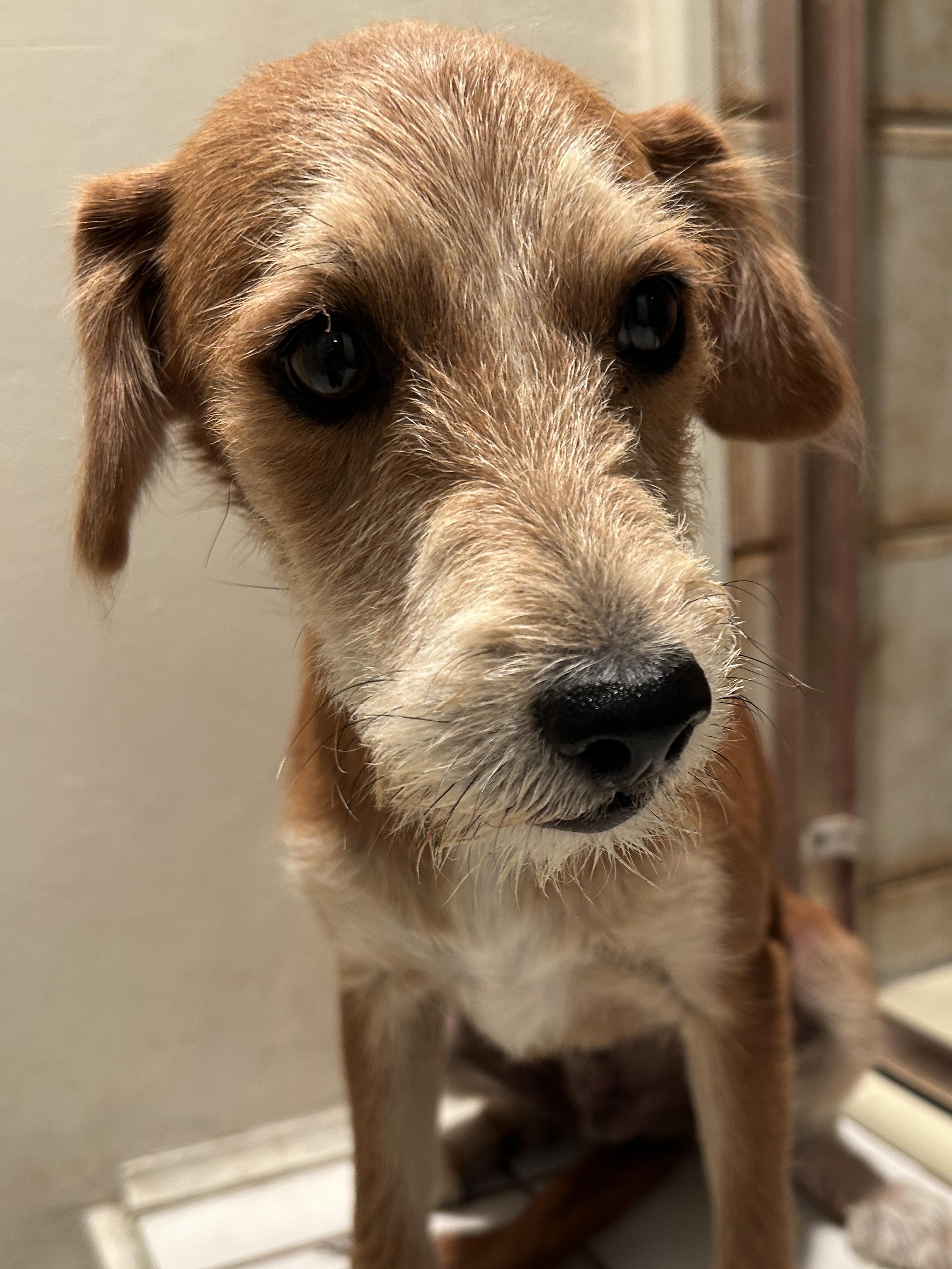 Enlarge BRIAN, a ADOPTABLE mixed breed in El Cajon, CA image 3/6