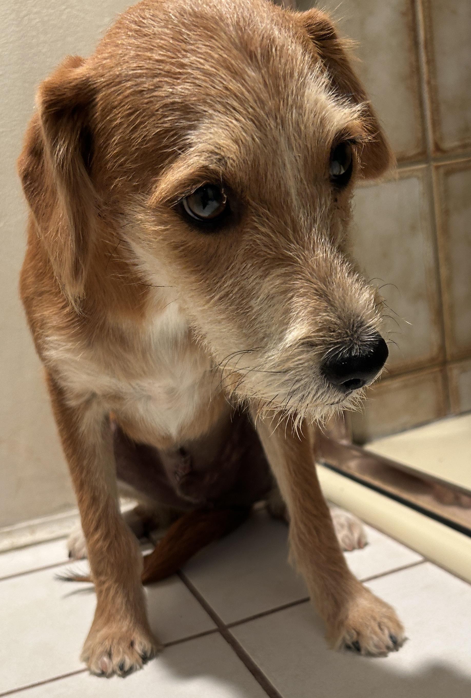 BRIAN, ADOPTABLE, Young Male Terrier.