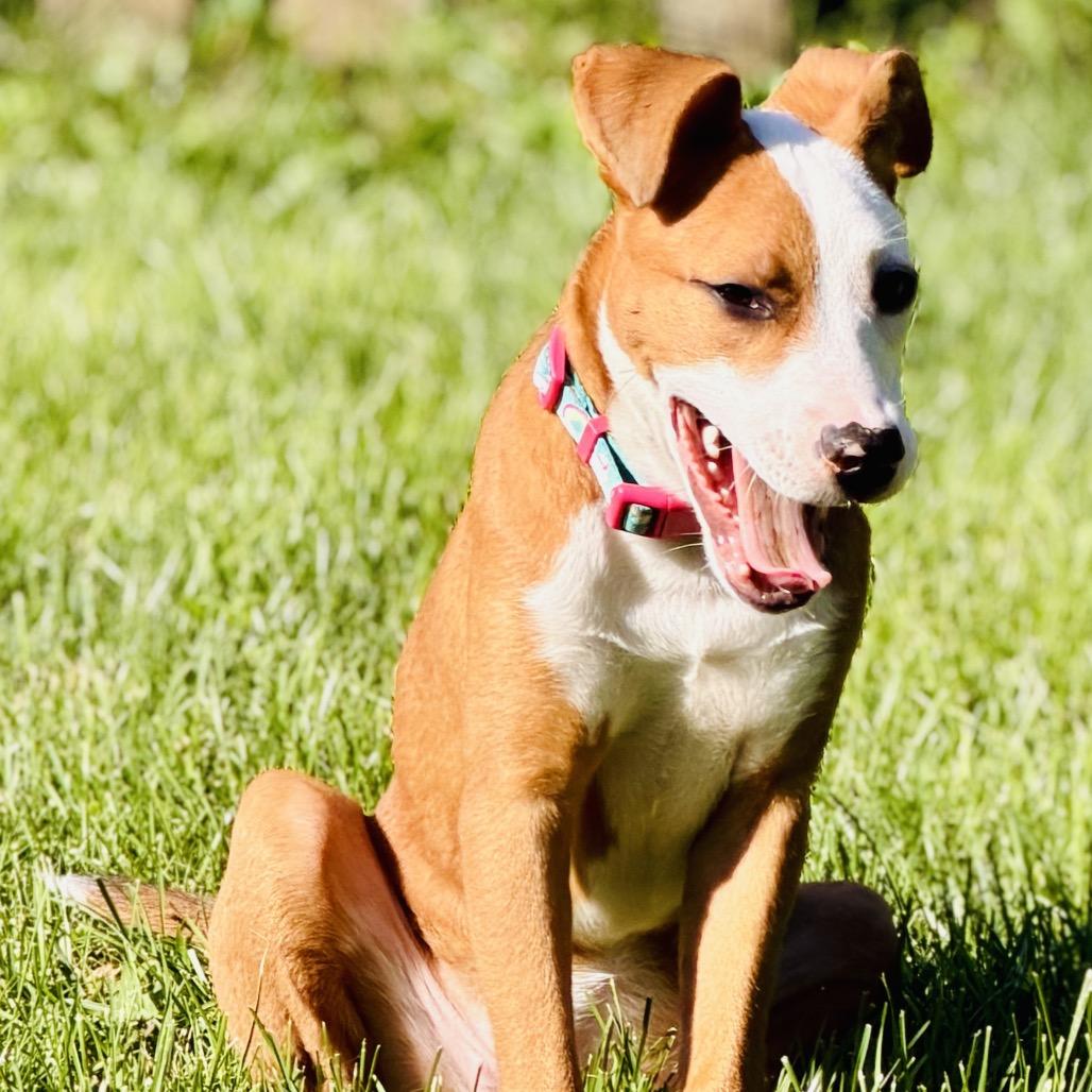 Enlarge ZOE, an adopted mixed breed in La Grange, KY image 4/5