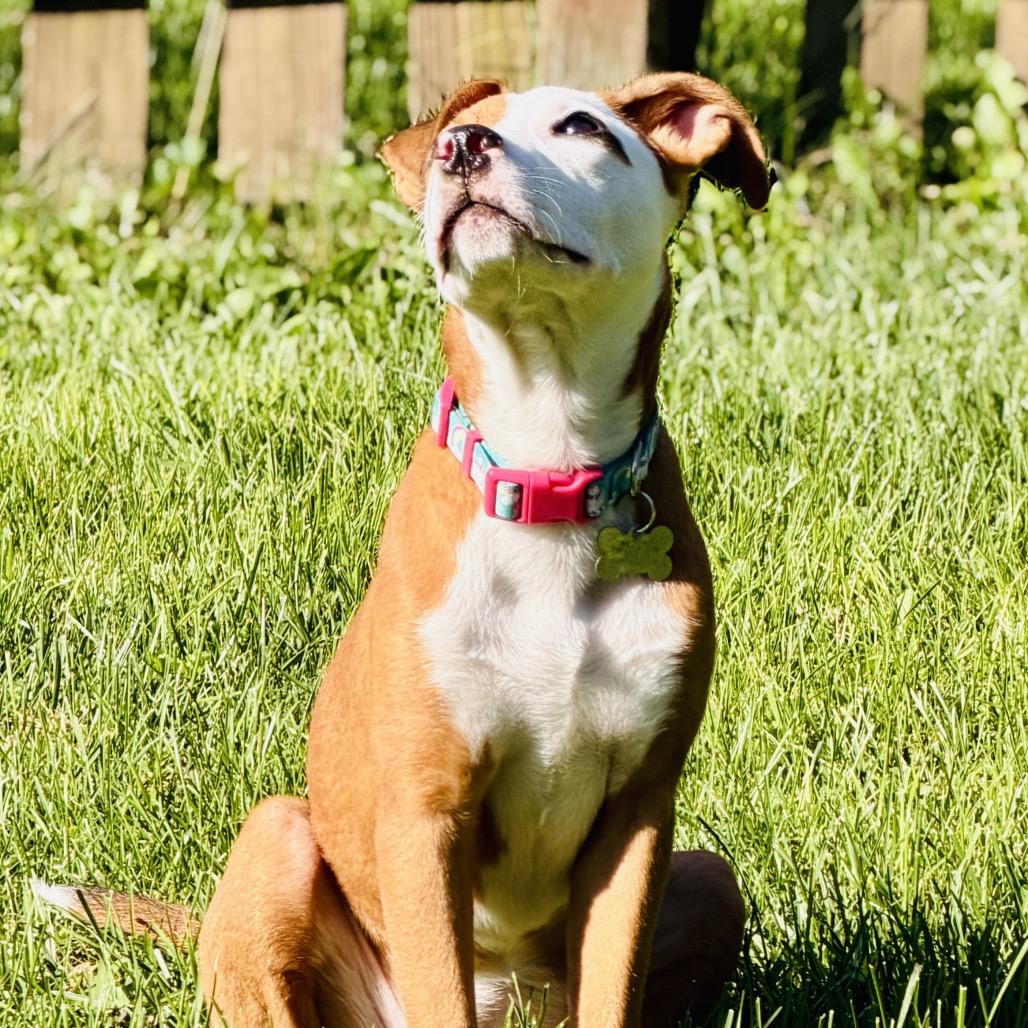 Enlarge ZOE, an adopted mixed breed in La Grange, KY image 5/5