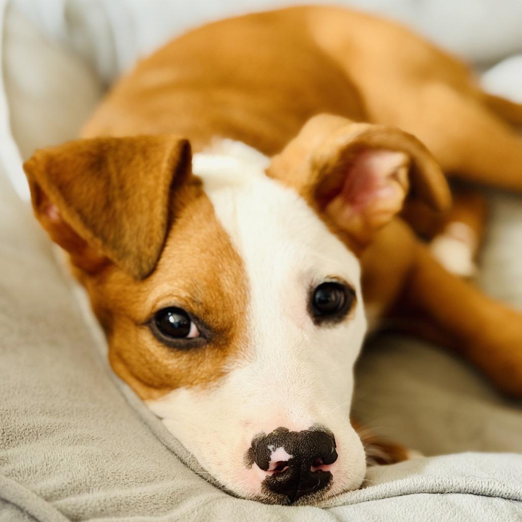 Enlarge ZOE, an adopted mixed breed in La Grange, KY image 2/5