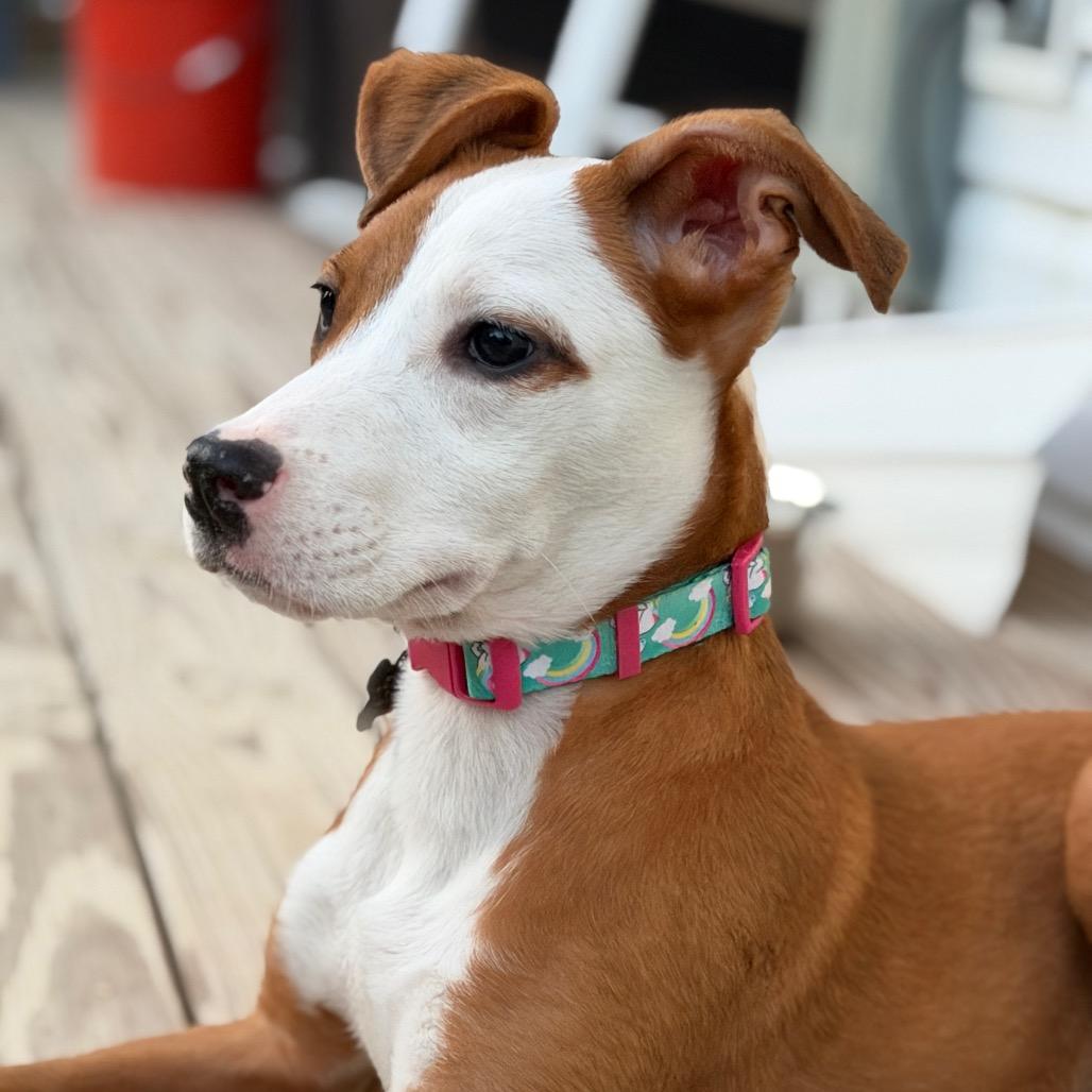 ZOE, adopted, Young Female Labrador Retriever & American Staffordshire Terrier.