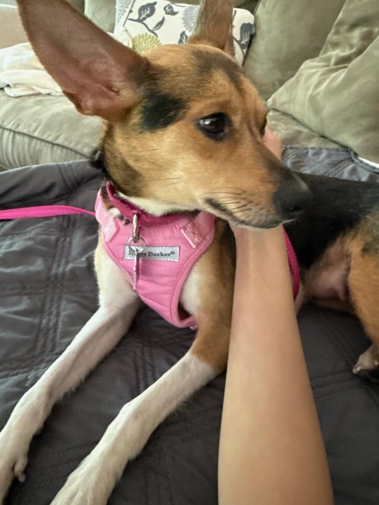 Tulip, Adoptable, Puppy Female Chihuahua.