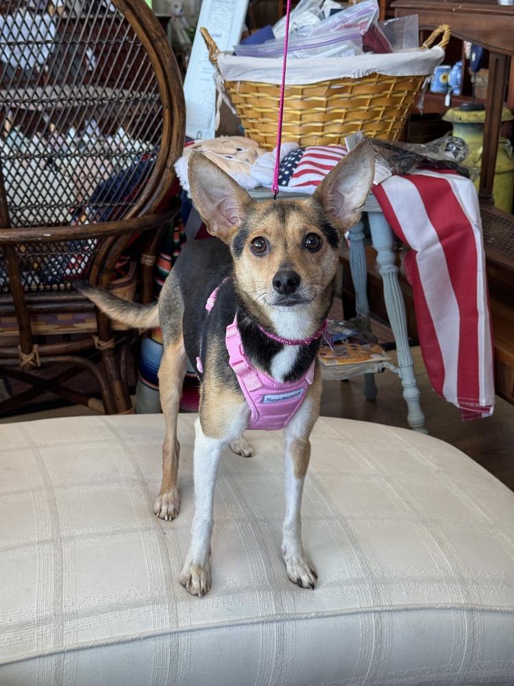 Tulip, a Adoptable mixed breed in Mundelein, IL image 2/6
