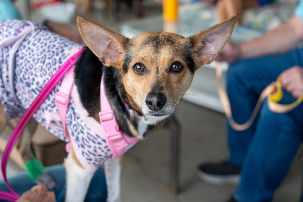 Tulip, a Adoptable mixed breed in Mundelein, IL image 3/6