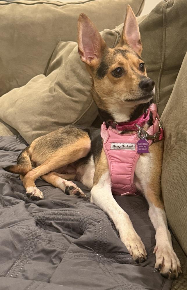 Tulip, a Adoptable mixed breed in Mundelein, IL image 4/6
