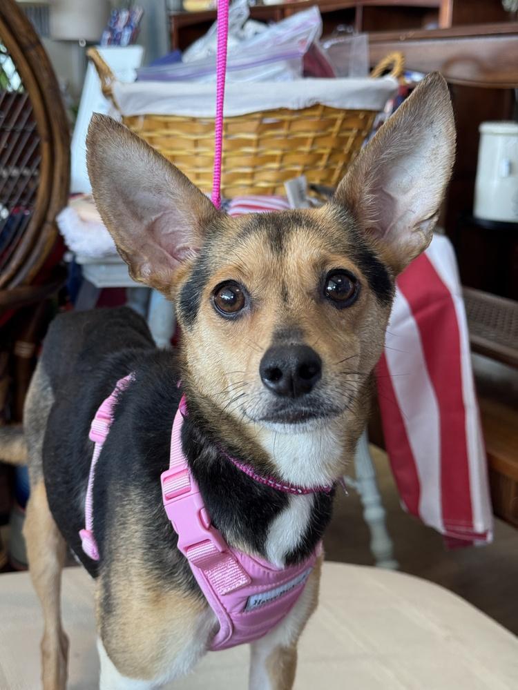 Tulip, a Adoptable mixed breed in Mundelein, IL image 5/6