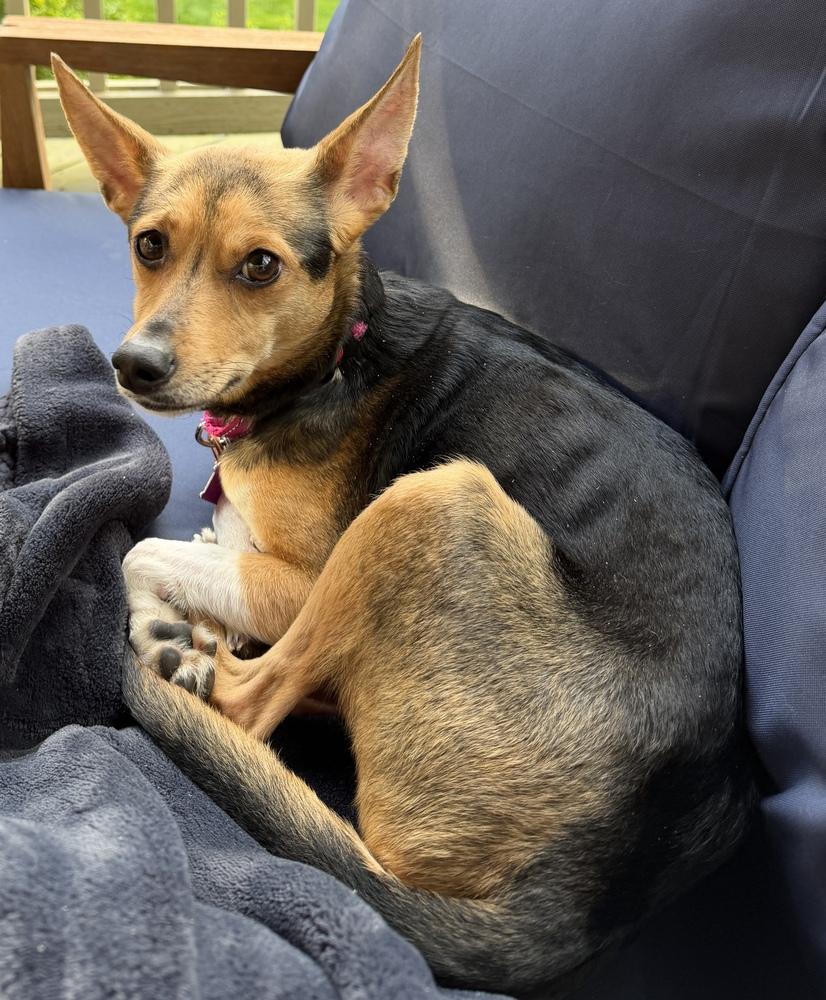 Tulip, a Adoptable mixed breed in Mundelein, IL image 6/6