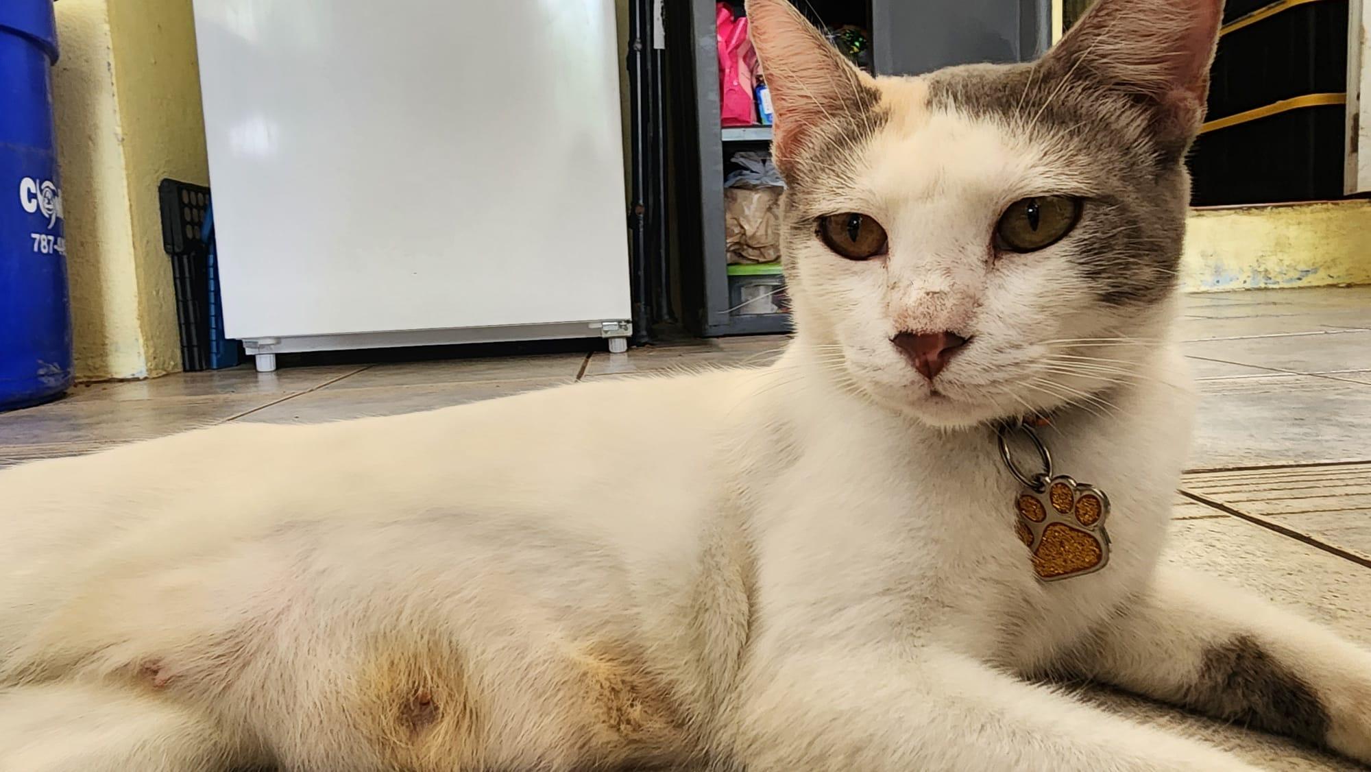 Clotilde, an adoptable Domestic Short Hair in San Juan, PR, 00926 | Photo Image 1